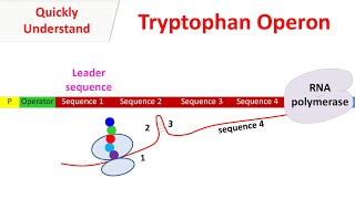 Tryptophan operon [upl. by Lam]