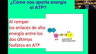 Metabolismo de la glucosa degradación aerobica y anaeróbica de la glucosa [upl. by Ysiad]