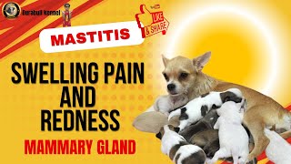 Mastitis in dogs mammary।glands swelling redness and fever allopathic and। homeopathic medicine। [upl. by Bennion693]