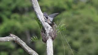 Ashy wood swallow nestlings [upl. by Adekahs]