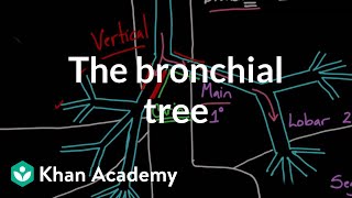 The bronchial tree  Advanced respiratory system physiology  Health amp Medicine  Khan Academy [upl. by Namzaj290]