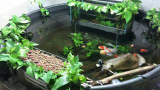 300 Gallon Indoor Pond Project  FAQs Answered [upl. by Beale19]