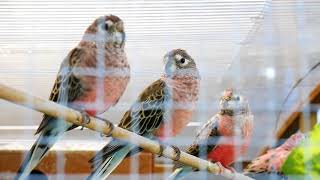 My Aviaries Today 22nd August 2018  Parakeets Budgies Cockatiels Canaries and Finches [upl. by Nujra186]