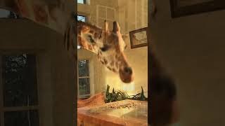 Giraffe Manor Nairobi  A Wild Dining Experience with Rothschild Giraffes [upl. by Aruol803]