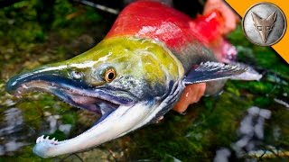 MONSTER Sockeye Catch [upl. by Nadler]