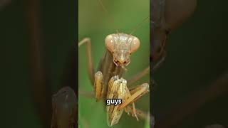 What Do Praying Mantises Eat 🦗 [upl. by Lilah909]