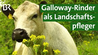 Kampf gegen invasive Neophyten  GallowayRinder als Landschaftspflege  Unser Land  BR [upl. by Ahaelam]