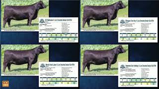 Combined Forces Angus Sale LiveOnline™ CCIllive [upl. by Deidre]