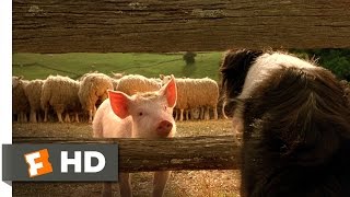 Babe the New Sheepdog  Babe 49 Movie CLIP 1995 HD [upl. by Lindon]