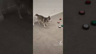 🐾 ¡Sapphie la Pomsky se desata con los zoomies 🚀💨 [upl. by Giorgia]