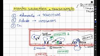 Recrutamento dos Leucócitos e Fagocitose [upl. by Amaty787]