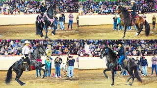 MUJERES EN CABALLOS BAILADORES Feria Ganadera Culiacan [upl. by Aserehc]