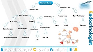 Pituitary Hormones [upl. by Fablan]