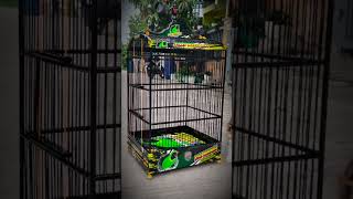 birdcage custom [upl. by Midian]