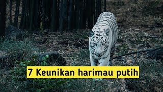 7 Keunikan Harimau Putih [upl. by Monteria]