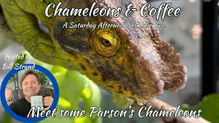 Meet Some Parsons Chameleons [upl. by Joann]