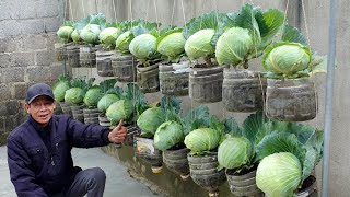 Dream Cabbage Garden Growing Using Just Plastic Bottles Super Easy And Economical [upl. by Urita]