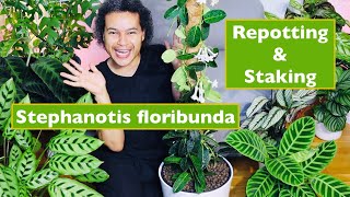 How to Repot amp Stake Up Stephanotis Floribunda Madagascar Jasmine [upl. by Drhacir]