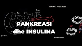 Pankreasi dhe Insulina [upl. by Aniratac]