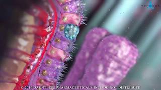 Lcells releasing GLP1 and PYY 3D medical animation [upl. by Shirberg]