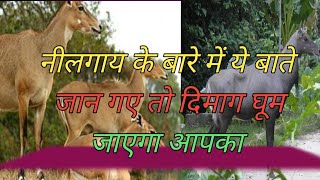 नीलगाय के बारे में ये बात आप नहीं जानते होंगे। amazing nilgai facts nature facts wildanimals [upl. by Irmine924]