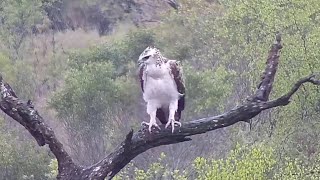 Juvenile martial eagle Polemaetus bellicosus at Djuma Waterhole [upl. by Sillad840]