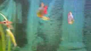 Colombian Tetra  FIGHTING FISH 1 of 2 [upl. by Cut]