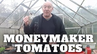 Grow Moneymaker Tomatoes [upl. by Donetta]