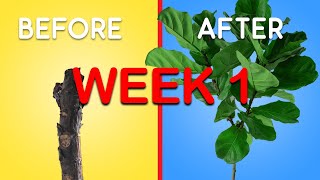 How to get more branches on your Fiddle Leaf Fig EASY method Week 1 Update [upl. by Airamesor516]