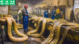 The Truth Behind The Snake Processing Factory That Turned Farmers Into Billionaires  Snake Farm [upl. by Abana]