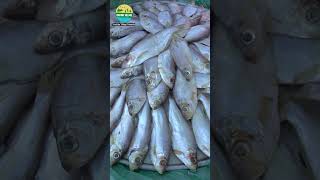 Herring Fish Cooking by Grandpa villagegrandpacooking villagevlog fish seafood food [upl. by Tuppeny]