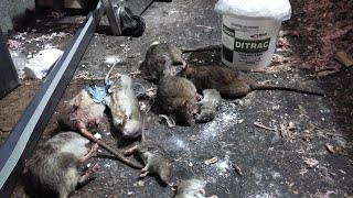 Killing rats DITRAC Tracking Powder heavy treatment [upl. by Eniamret123]