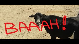 Making Fun of Goat Bleating Sounds [upl. by Gottwald]