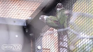 Rare Parrots Hatch at Chester Zoo [upl. by Ahselrak]