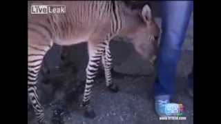 Zebra Mating Donkey Result Zonkey [upl. by Oznohpla]