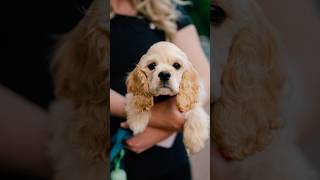 This puppy walked right up to me 😭 streetportraits dogphotography [upl. by Lanti]