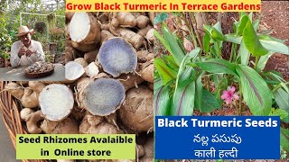 Black Turmeric Seeds Online  Black Turmeric Uses  నల్ల పసుపు ఉపయోగాలు  నల్ల పసుపు విత్తనాలు [upl. by Yssirc]