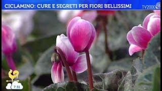 Ciclamino cure e segreti per fiori bellissimi [upl. by Pirbhai484]