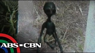 TV Patrol Real or fake Alien allegedly photographed in Laguna [upl. by Yarased]