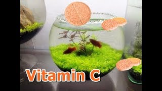 Cho Vitamin C C sủi vào bể cá và cái kết ÔI THẬT BẤT NGỜ [upl. by Annairoc386]