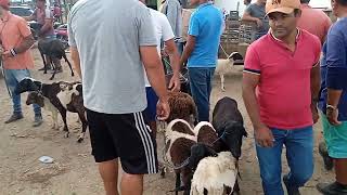 FEIRA DE ANIMAIS DE CACHOEIRINHA ovelhas cabras bodes [upl. by Eliezer]