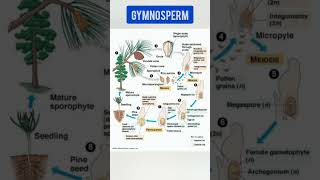 Life cycle of Gymnosperm neet bpsctgtpgt uptgtpgt biology shorts gymnosperm mp4 [upl. by Boyt]