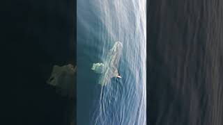 Sunfish out in Conception Bay harbour [upl. by Adnesor]