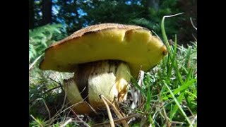 The Butter Bolete Butyriboletus appendiculatus Boletus appendiculatus [upl. by Naida196]