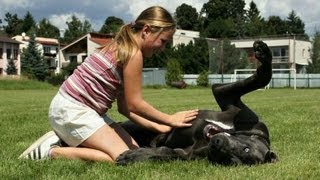 Great Dane  Angelo  perfect family dog ​​ kind to children [upl. by Ahpla]