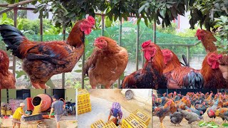 FULL VIDEO150 Days of Raising Freerange ChickensCollection of freerange chicken farms everywhere [upl. by Ganiats]