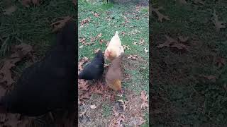 FreeRange Chickens Eating An English Muffin [upl. by Nalym]