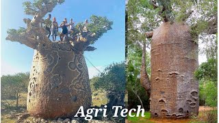 How to Grow a Baobab Tree  Gods Tree  The mother of the forest [upl. by Romie]