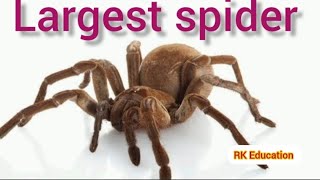 largest spider in the world [upl. by Katheryn]