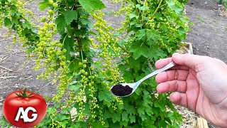 Just half a teaspoon under the currants after flowering The berry grows large [upl. by Llednor630]